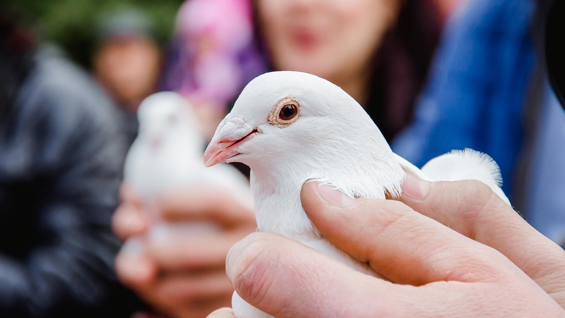 Two white doves being released at special occasion.