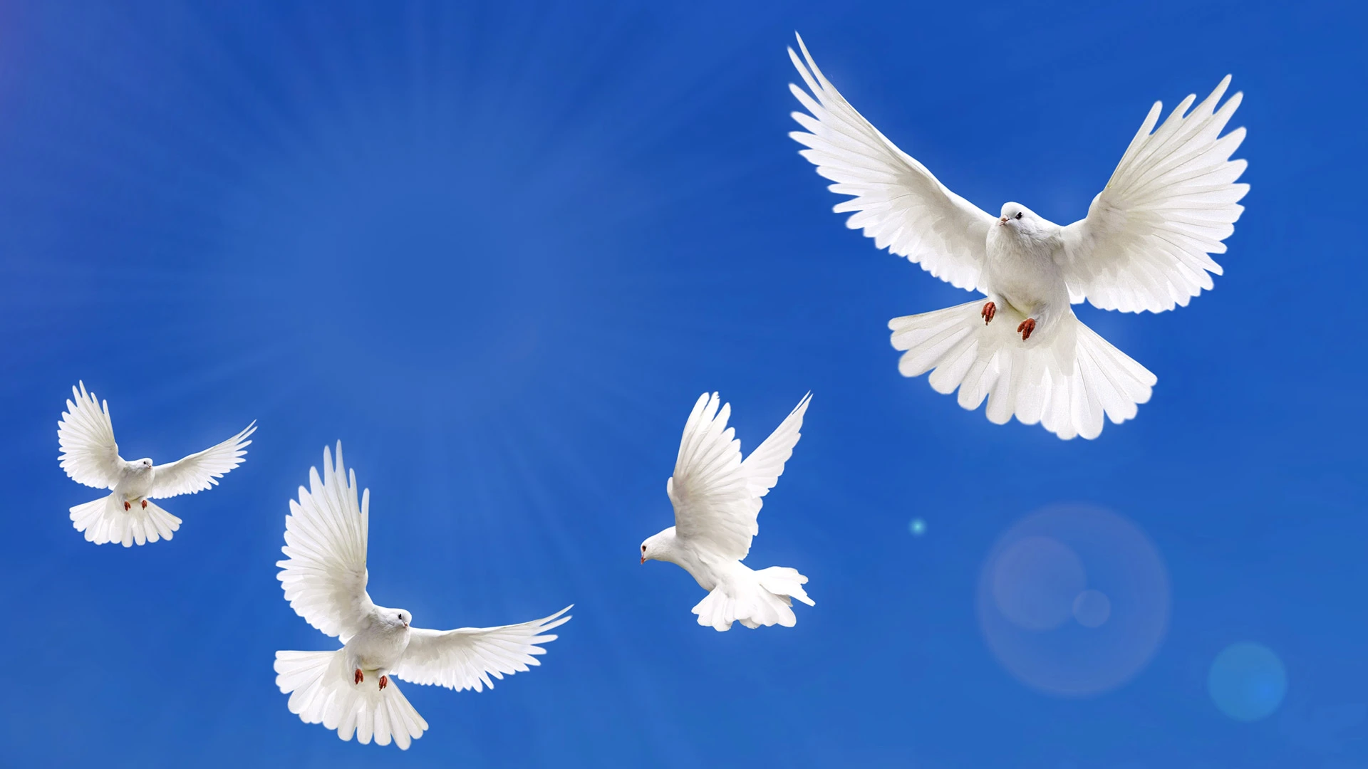 White doves flying through the sky.