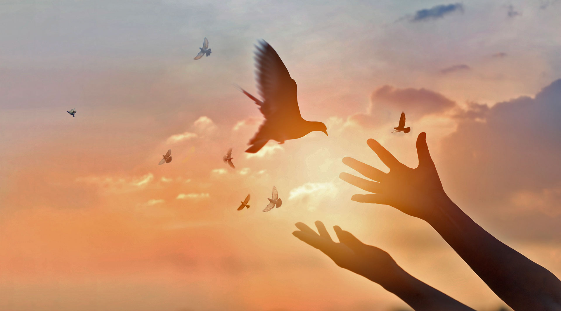 Funeral Dove Release Service In Baltimore, MD & Washington DC Blessed