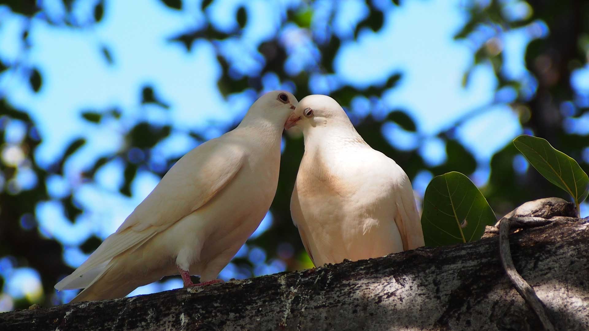 Two of our white doves sitting on a tree branch.