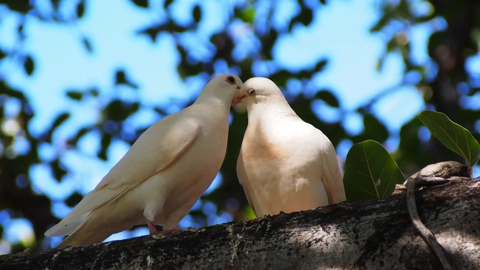 Two of our white doves sitting on a tree branch.