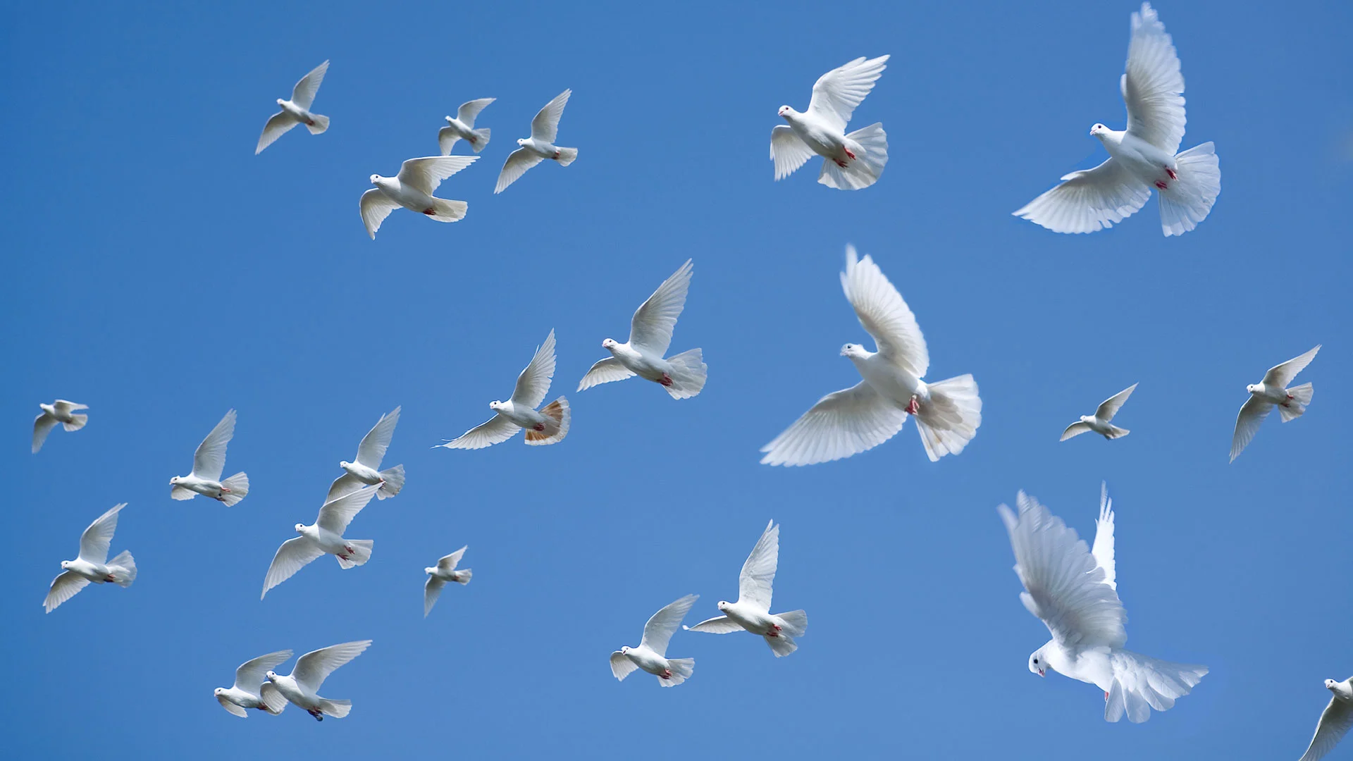 Flock our our white doves flying through the sky.