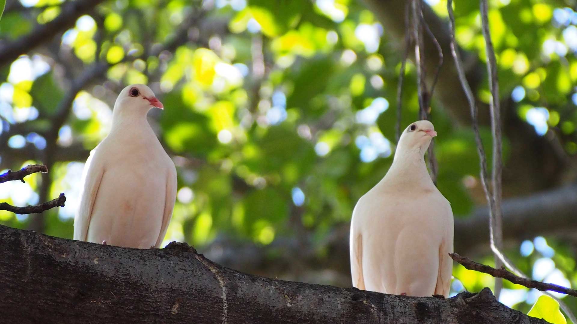 Two white doves sitting in a tree.