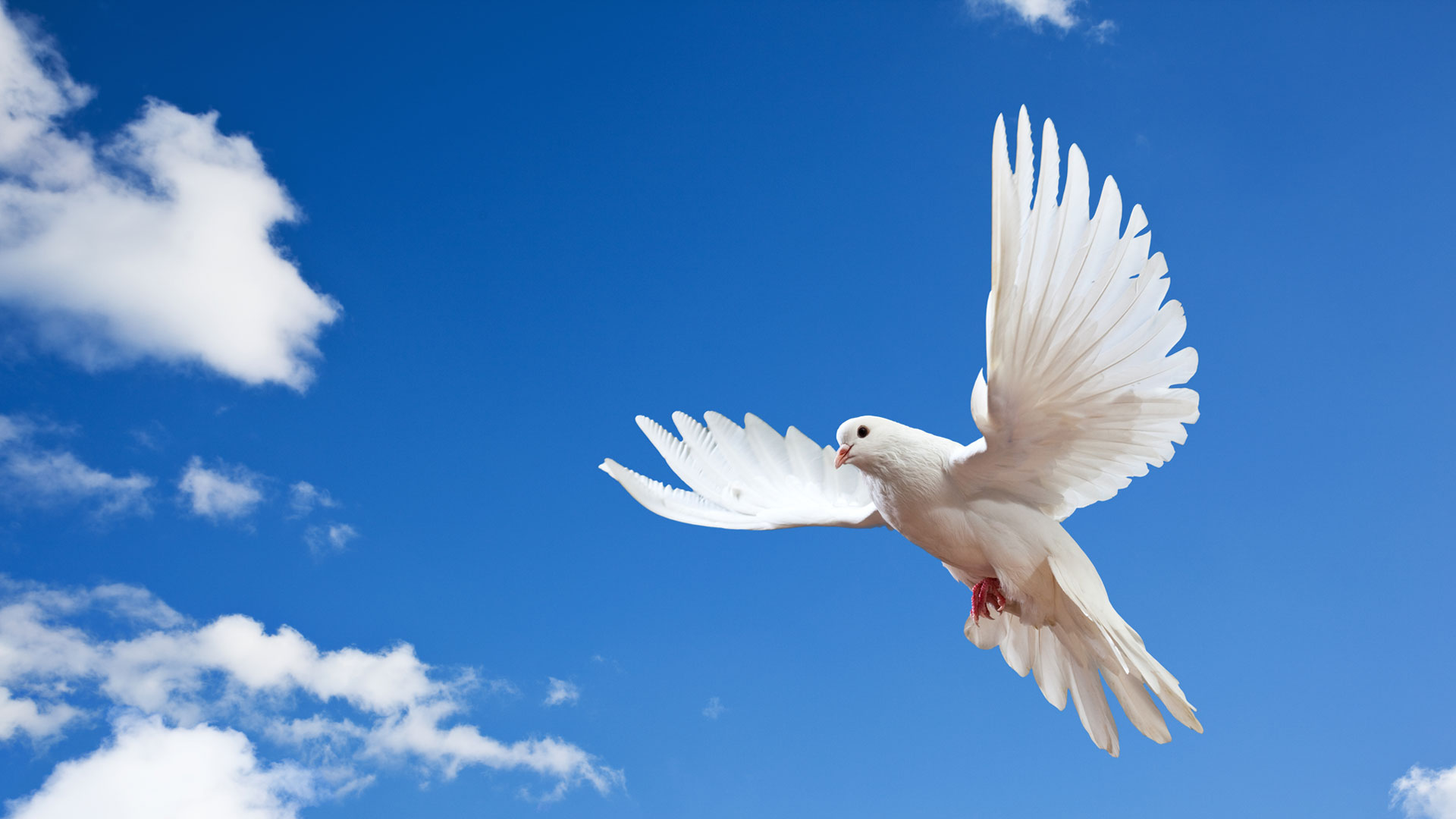 White dove flying through the skies of Baltimore, MD.