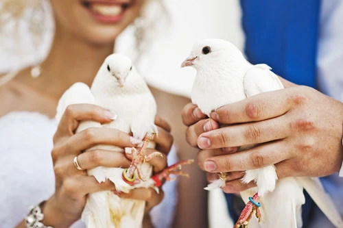 Doves being released at a wedding in Baltimore, MD.