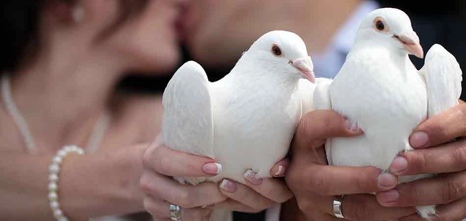 Two doves about to be released by the bride and bridegroom at a wedding in Baltimore, MD.