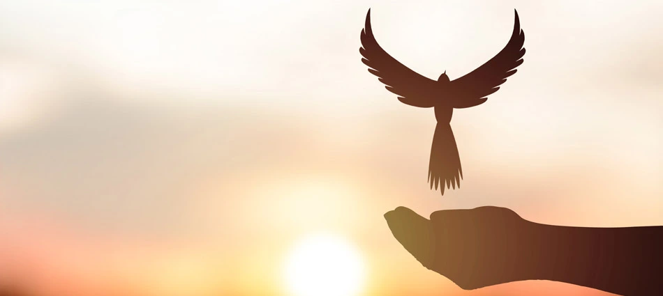 Silhouette of a dove being released at special occasion in Baltimore, MD.